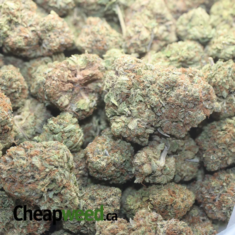 Rockstar Bubba - Image 3