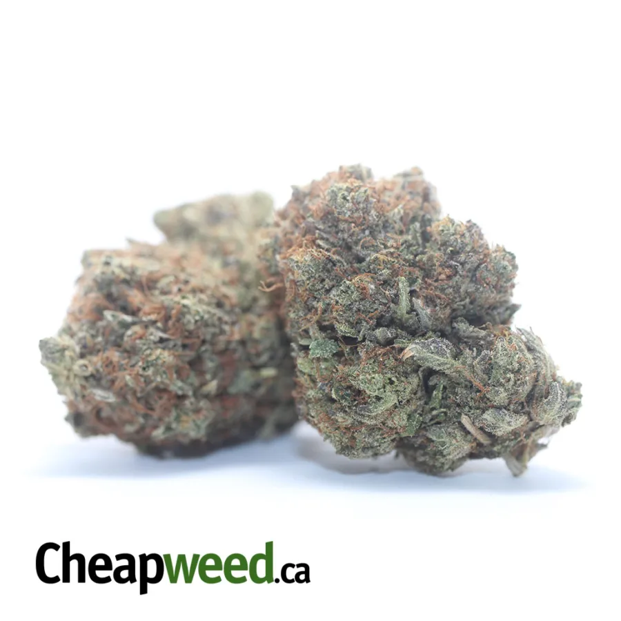 Alternative view of Rockstar Bubba