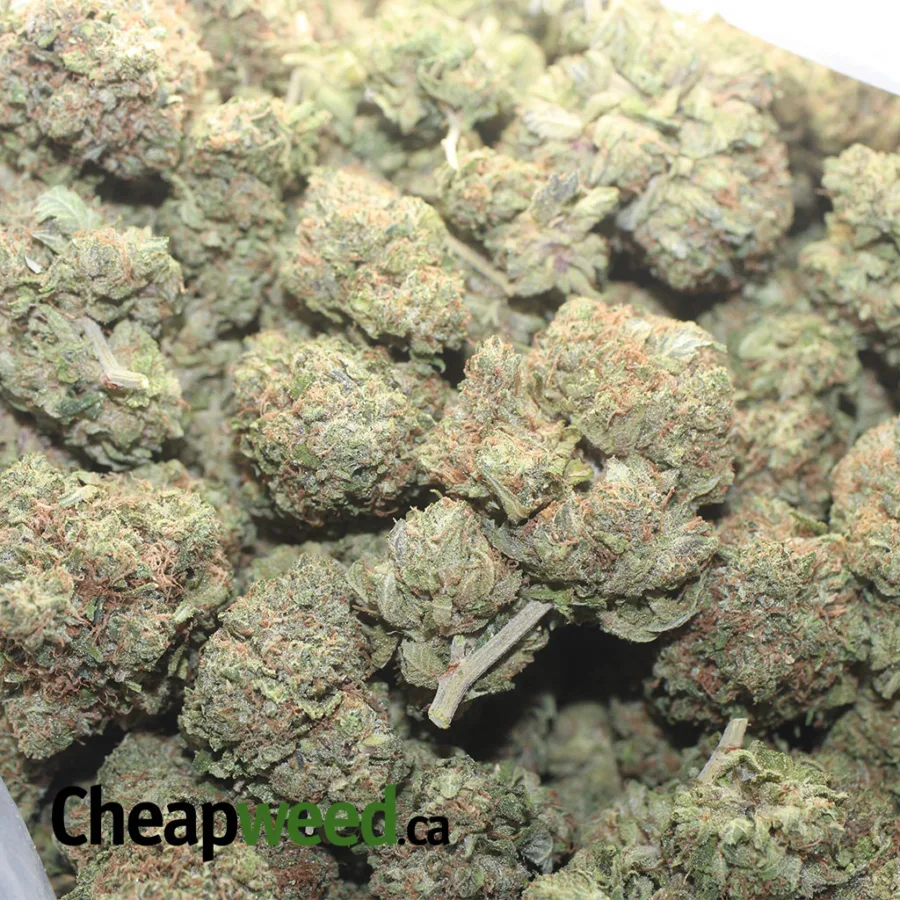 Master Kush x Rockstar - Image 3