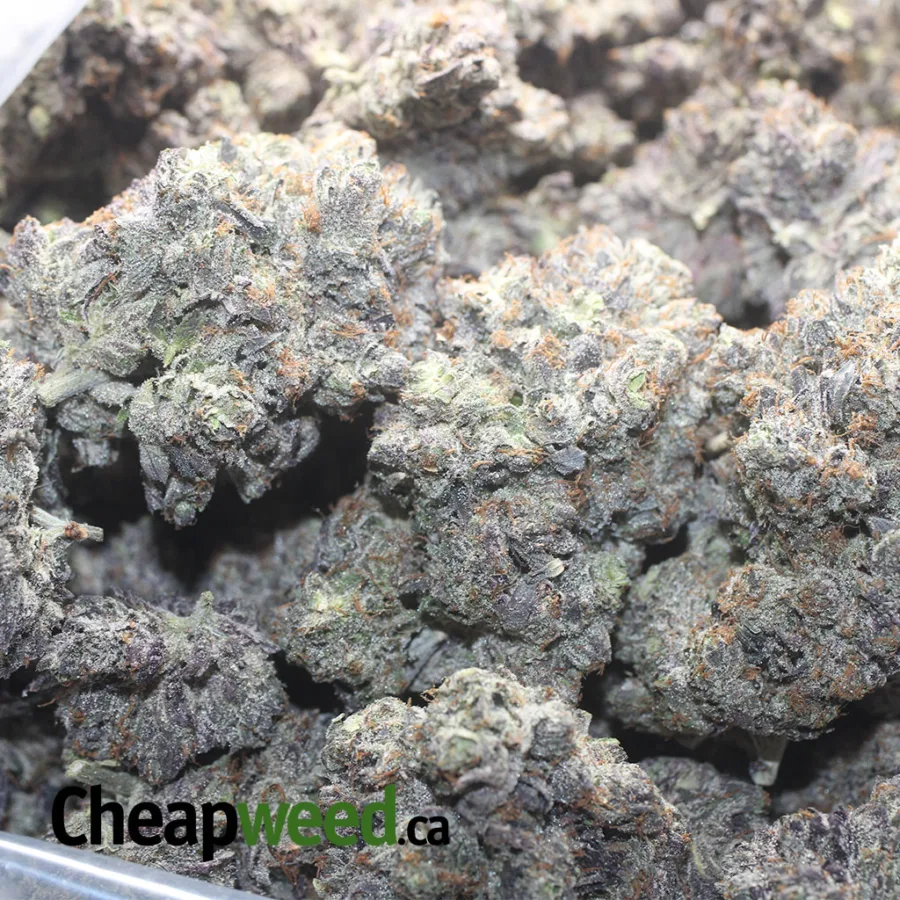Skywalker - Image 3