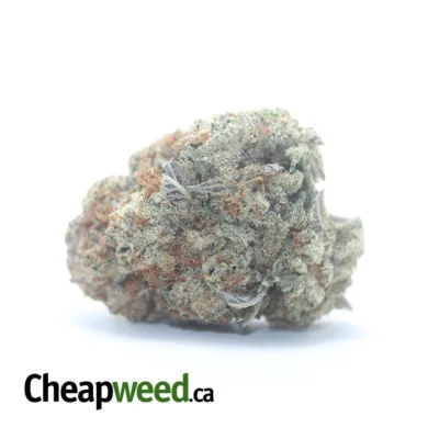 SOUR AMNESIA 2 I Legacy